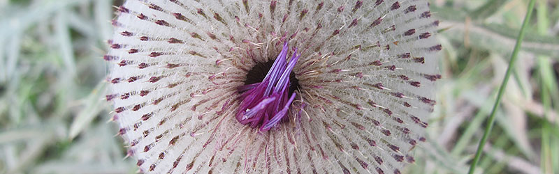 Thumbnail Image 1