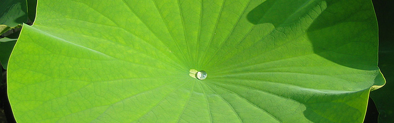 Thumbnail Image 1