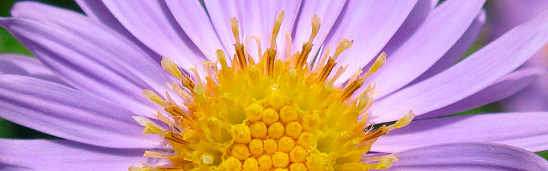 Thumbnail Image 1